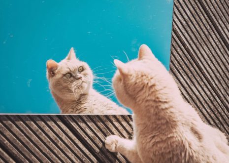 Spanish Lessons 101: Animals in Spanish