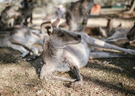 87 Gírias Australianas para Ajudar Você a Falar como um Verdadeiro Australiano