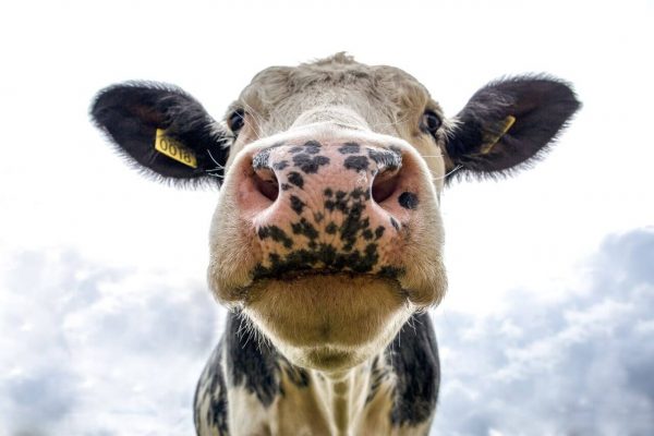 cow head