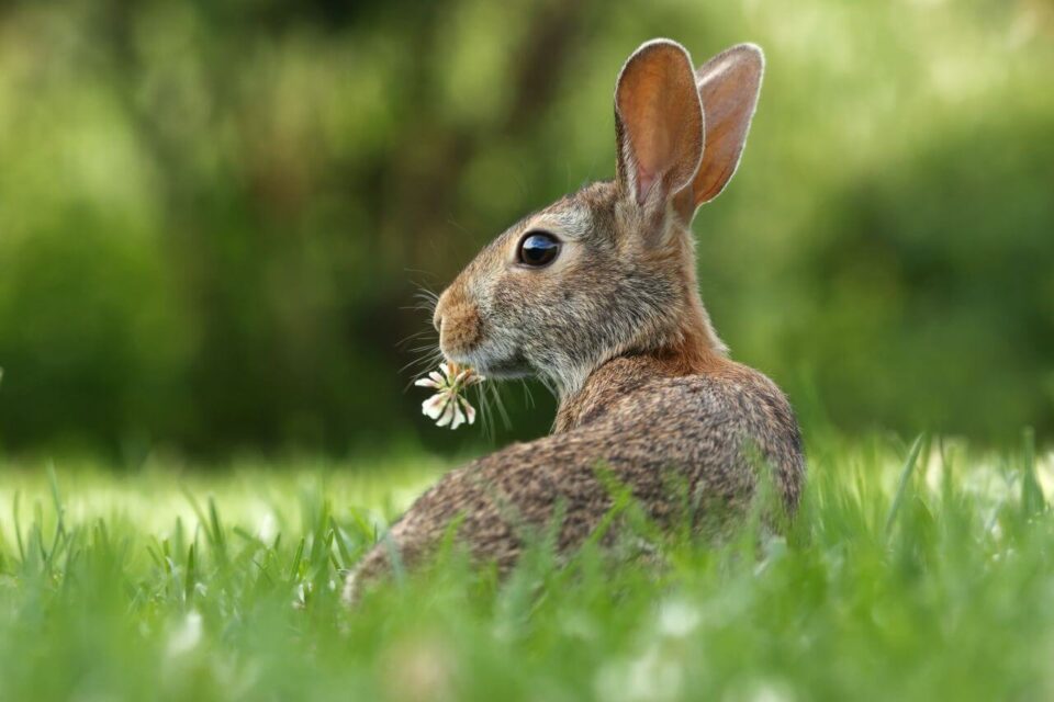 'Easter bunny' by Gary Bendig©