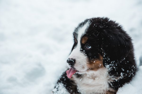 funny tongue twisters