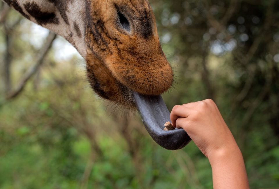 'Funny tongue twisters' by David Clode©