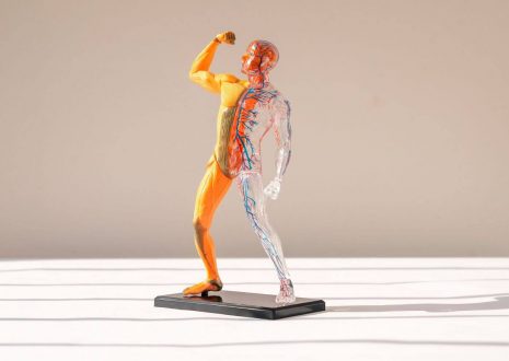 Las Partes del Cuerpo en Español – De la Cabeza a los Pies
