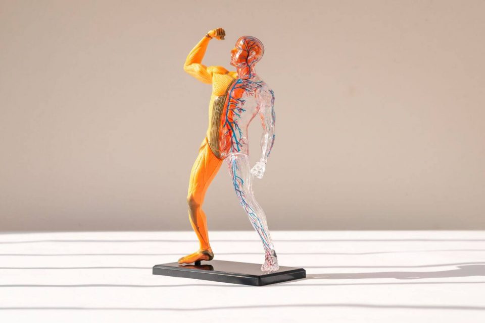 Las Partes del Cuerpo en Español – De la Cabeza a los Pies