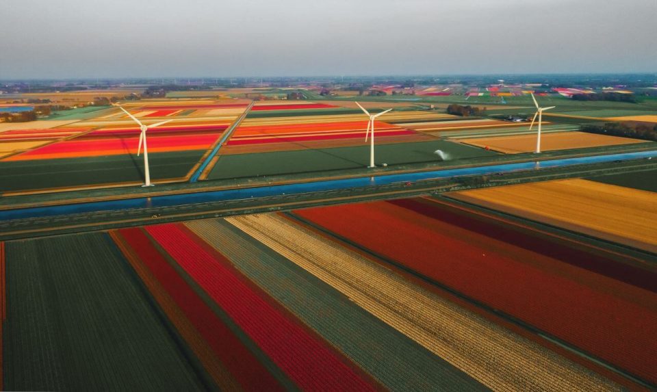 language in the netherlands