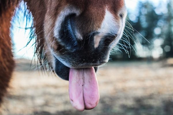 100 ज़बानी टंग ट्विस्टर जिनसे अंग्रेज़ी उच्चारण सिद्ध हो 3 long tongue twisters