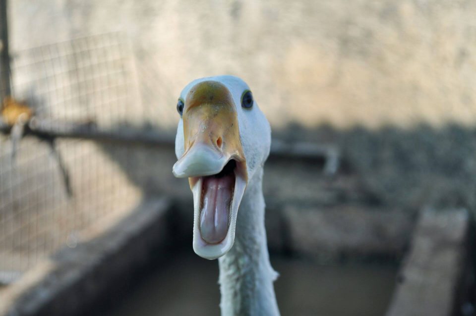 screaming goose
